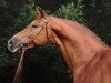 stallion Donator (Mecklenburg, 1977, from Diabas I)