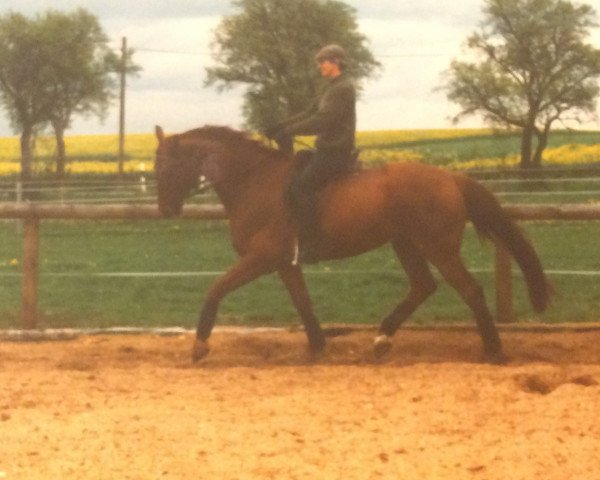 dressage horse Barios 2 (Hanoverian, 1992, from Borneo)