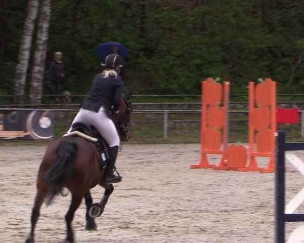 Reitturnier Lgl.-Oberhain, B95 2024