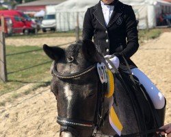 dressage horse Herbie (Haflinger, 2000)