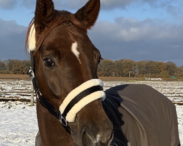 dressage horse Bella (Westphalian, 2019, from By your Side 3)