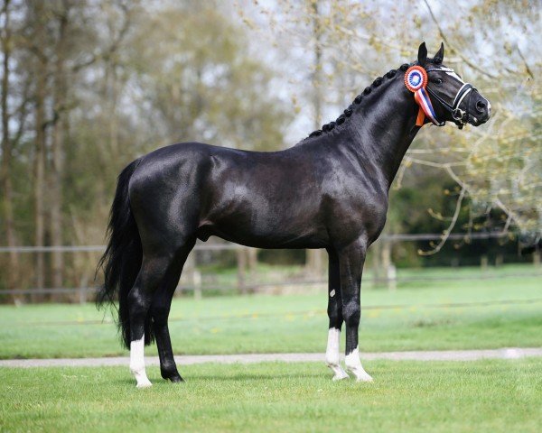 Dressurpferd Friedrichshof Kents Diamond (Deutsches Reitpony, 2021, von Kent Nagano WE)