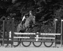 jumper Easy Master V (Hanoverian, 2007, from Espri)