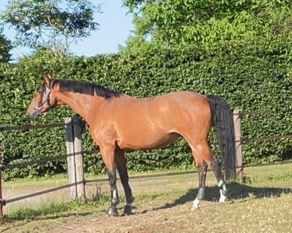 horse Cherry Mury Marais M (German Sport Horse, 2004, from Cosino B)