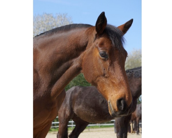 broodmare Upaya (Westphalian, 2011, from Up to date)