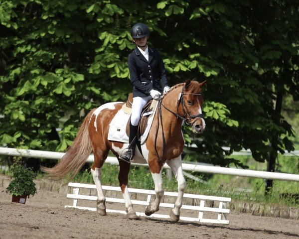 dressage horse Leo (unknown, 2004)