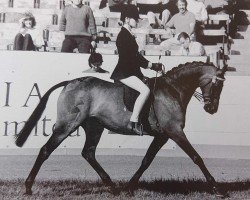 Pferd Willowbay Prelude (British Riding Pony, 1986, von Harwoods Sovereign)