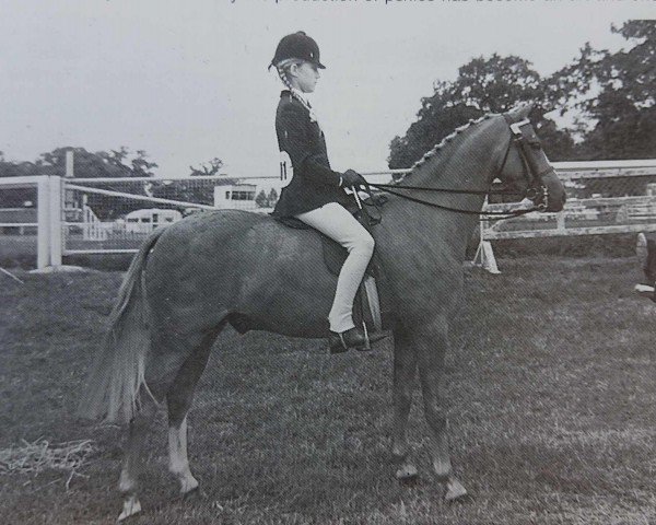Pferd Paxford Bright and Breezy (Welsh Partbred, 1968, von Bwlch Hill Wind)