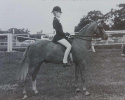 Pferd Paxford Bright and Breezy (Welsh Partbred, 1968, von Bwlch Hill Wind)