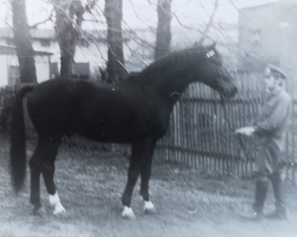 stallion Junior (Saxony-Anhaltiner, 1968, from Julier)