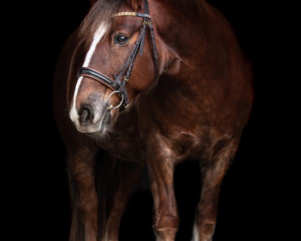 Pferd Samira K3 (Tinker / Irish Cob / Gypsy Vanner, 2012, von Heaven F)