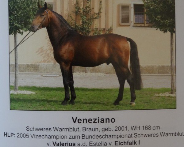 stallion Veneziano 9 (Heavy Warmblood, 2001, from Valerius Mo 1478)