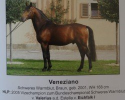 Deckhengst Veneziano 9 (Schweres Warmblut, 2001, von Valerius Mo 1478)