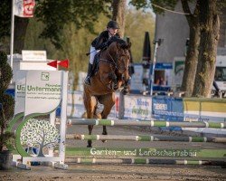 jumper Vio 6 (Hanoverian, 2020, from Viscerado)