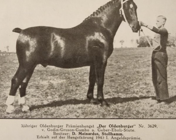 stallion Der Oldenburger 3629 (Oldenburg, 1937, from Godin 3555)