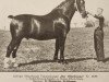 stallion Der Oldenburger 3629 (Oldenburg, 1937, from Godin 3555)