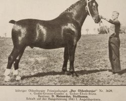 stallion Der Oldenburger 3629 (Oldenburg, 1937, from Godin 3555)