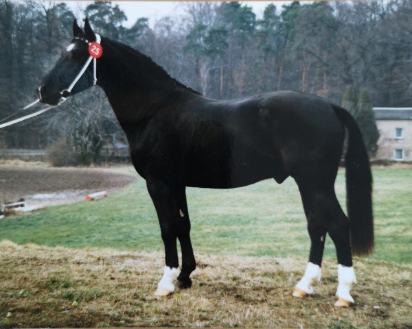 stallion Geron (Heavy Warmblood, 1991, from Geronimo)