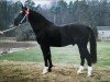 stallion Geron (Heavy Warmblood, 1991, from Geronimo)