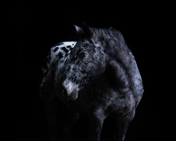 Springpferd Caruso (Appaloosa, 2012)