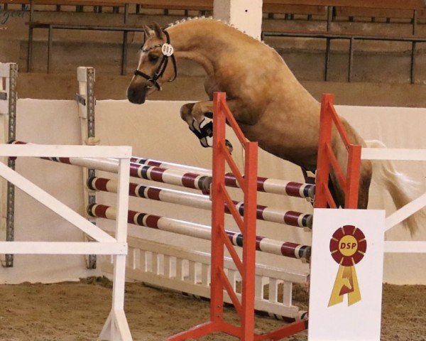 stallion H-S Candyman (German Riding Pony, 2020, from Cadlanvalley Sir Ivanhoe)