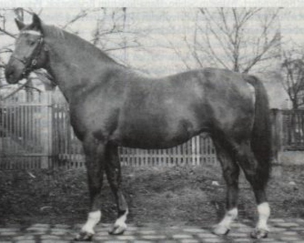 stallion Ralf (Trakehner, 1953, from Markwart)