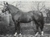 stallion Ralf (Trakehner, 1953, from Markwart)