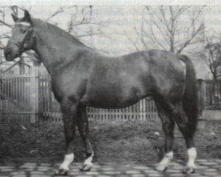 Deckhengst Ralf Mo 1087 (Trakehner, 1953, von Markwart 916)