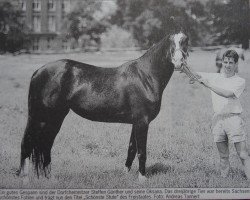 Zuchtstute Oksana (Sachse, 1996, von Ratero)