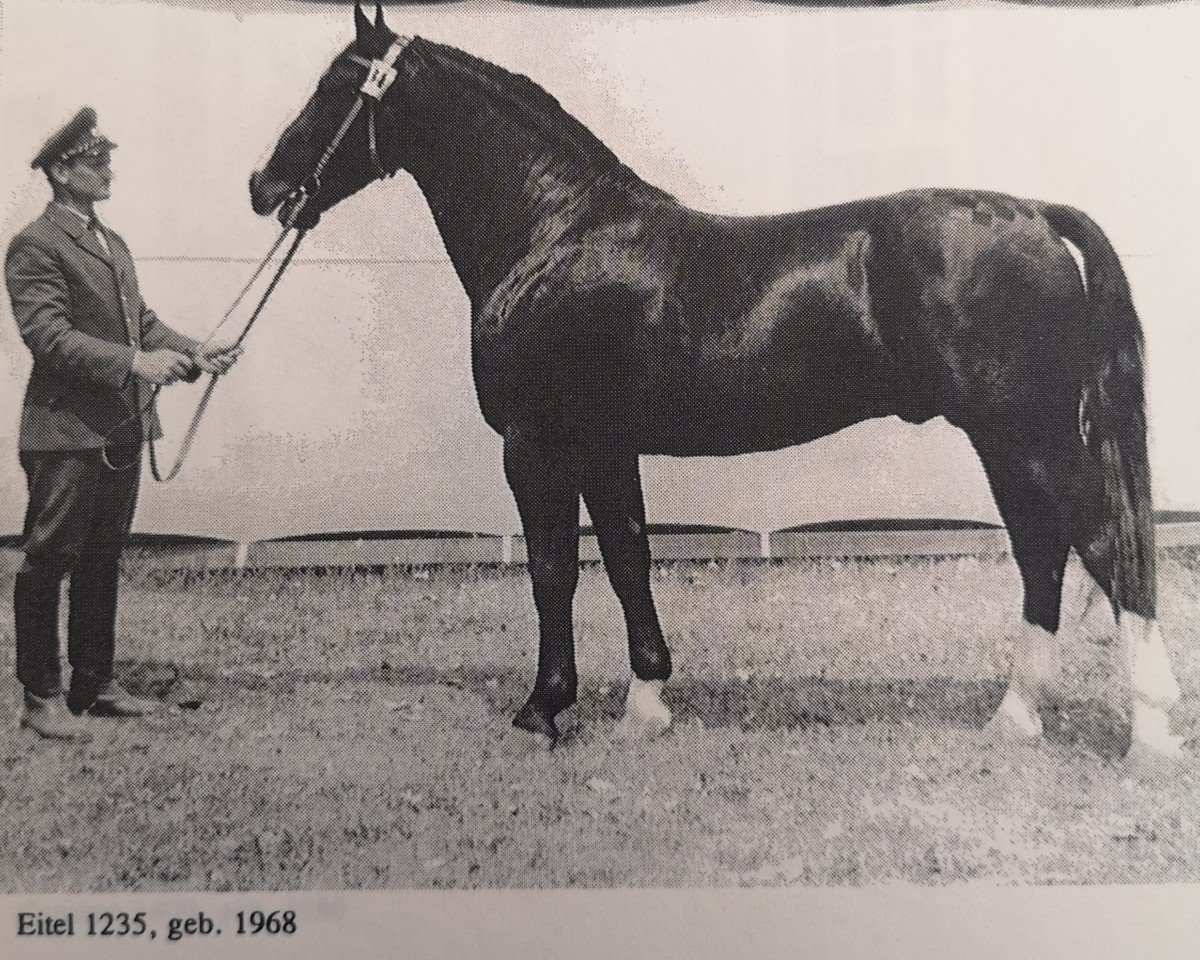 stallion Eitel Mo 1235 (Heavy Warmblood, 1964, from Edelfalk Mo 1160)