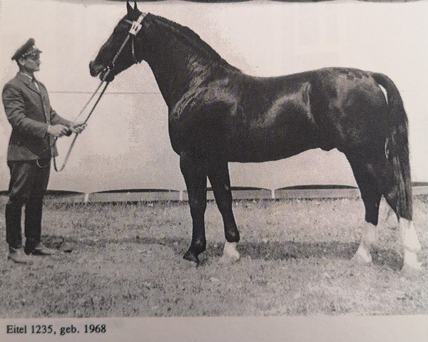stallion Eitel (Heavy Warmblood, 1964, from Edelfalk)