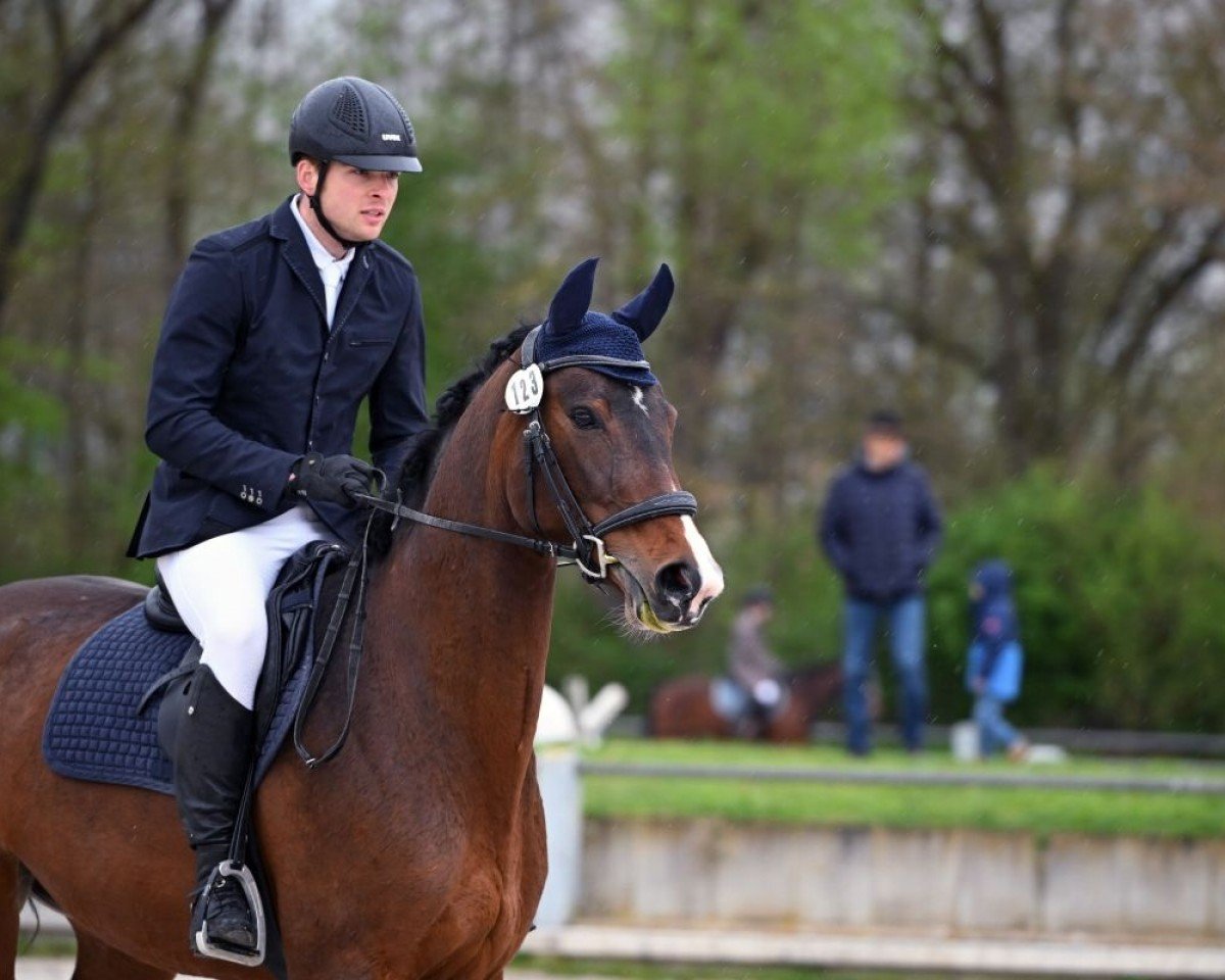 jumper Cinderela 4 (Westphalian, 2013, from Captain Jack 44)