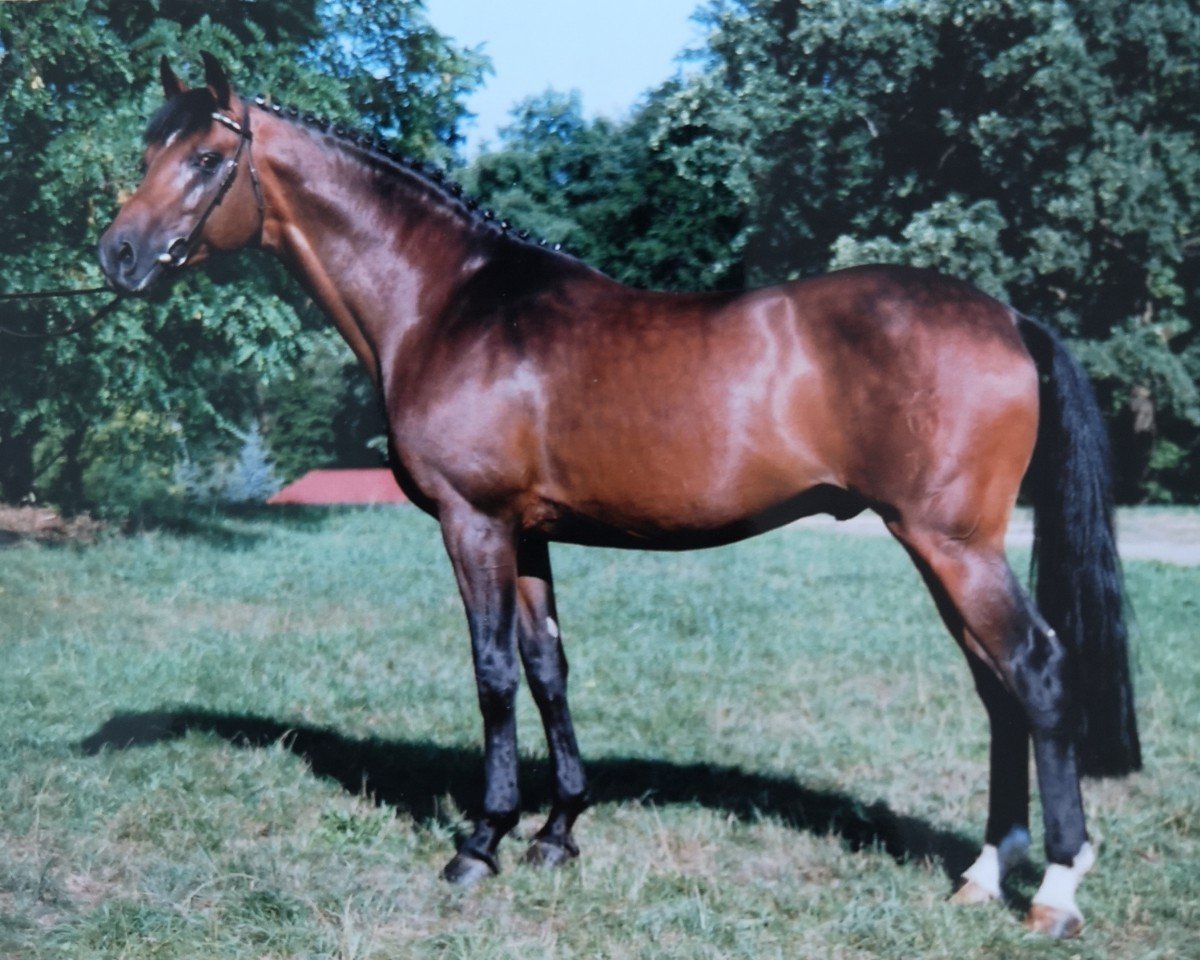 stallion Liberator 2574 (Holsteiner, 1993, from Linaro)