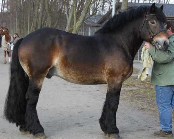 stallion Elias 1858 (Rhenish-German Cold-Blood, 1980, from Elbrus 1844)
