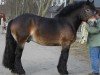 stallion Elias 1858 (Rhenish-German Cold-Blood, 1980, from Elbrus 1844)
