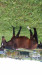 broodmare Atlanta (Bavarian, 1997, from Pirano I)