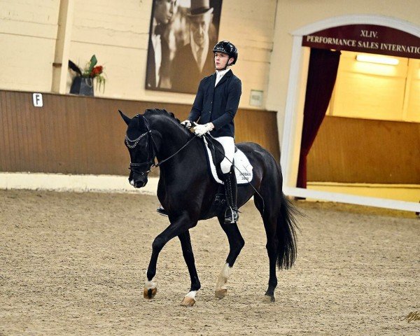 dressage horse Soleil Vue (Hanoverian, 2019, from Sezuan's Donnerhall)