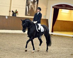 dressage horse Soleil Vue (Hanoverian, 2019, from Sezuan's Donnerhall)