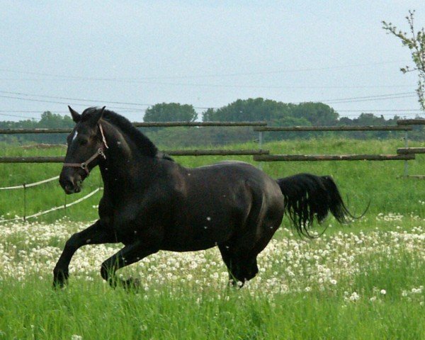 Pferd Lennox (Schweres Warmblut, 1994, von Laurin)