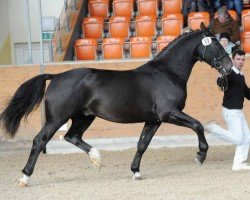 stallion Etzel (Heavy Warmblood, 2015, from Eros)