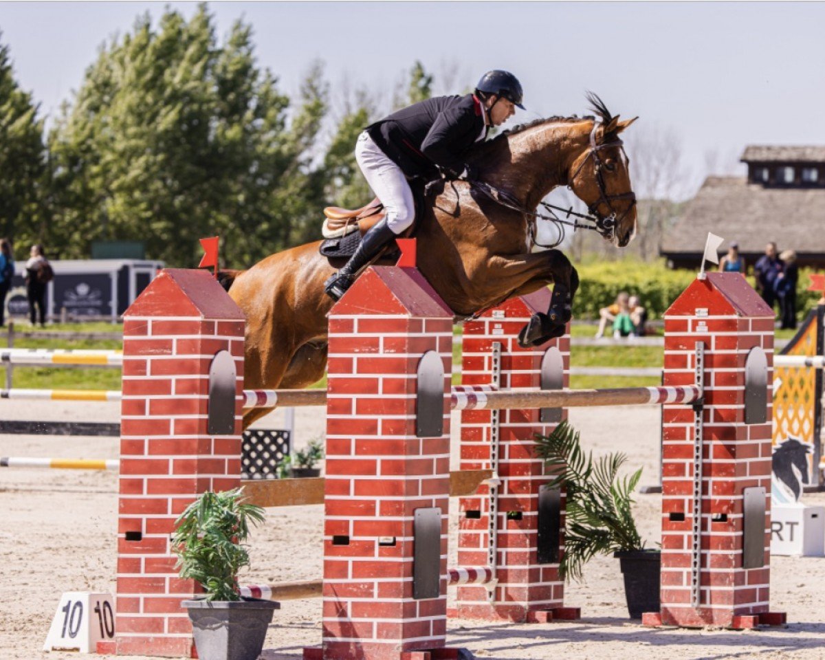 jumper Carmela B (anglo european sporthorse, 2016, from Verdi)