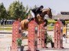 jumper Q Verdifino (anglo european sporthorse, 2016, from Verdi)