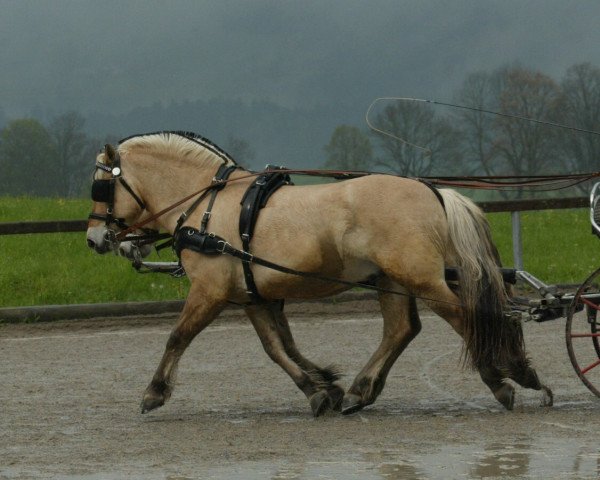 horse Rubin (Fjord Horse, 2002, from Ragnar)