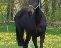 broodmare Shiva (Oldenburg, 2008, from Fontane)