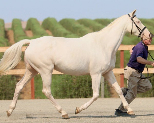 broodmare Frost Queen xx (Thoroughbred, 2014, from R H F Golden Globe xx)