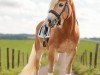 dressage horse Sternwind MB (Haflinger, 2020)