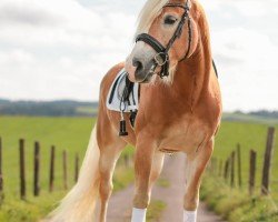 dressage horse Sternwind MB (Haflinger, 2020)