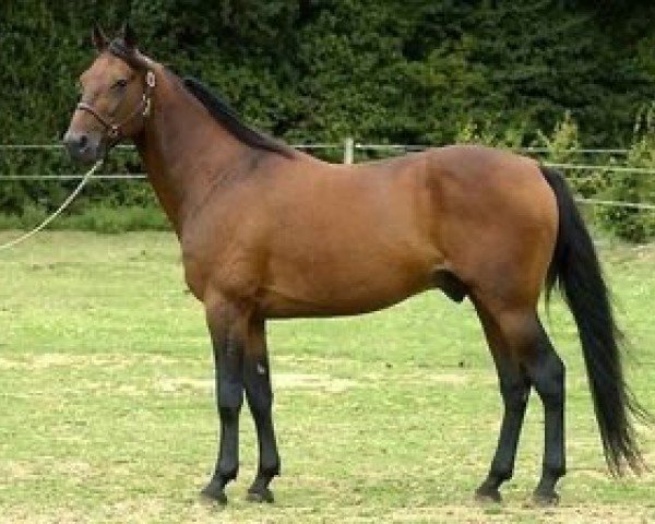 stallion Coktail Jet JE535 (FR) (French Trotter, 1990, from Quouky Williams (FR))
