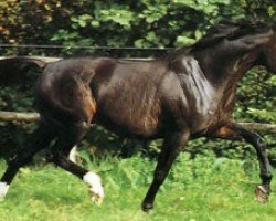 stallion Noble Atout (FR) (French Trotter, 1979, from Ura (FR))