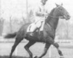 stallion Ura (FR) (French Trotter, 1964, from Carioca II (FR))